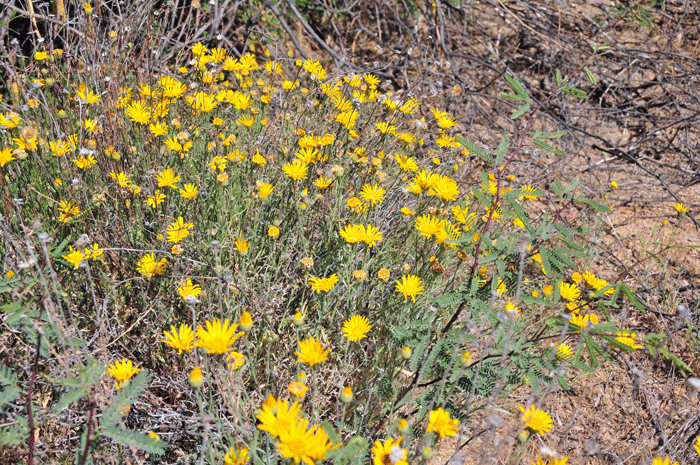 Lacy Tansyaster blooms from March to October and prefers elevations from 2,000 to 5,000 feet (610-1,524 m). Xanthisma spinulosum